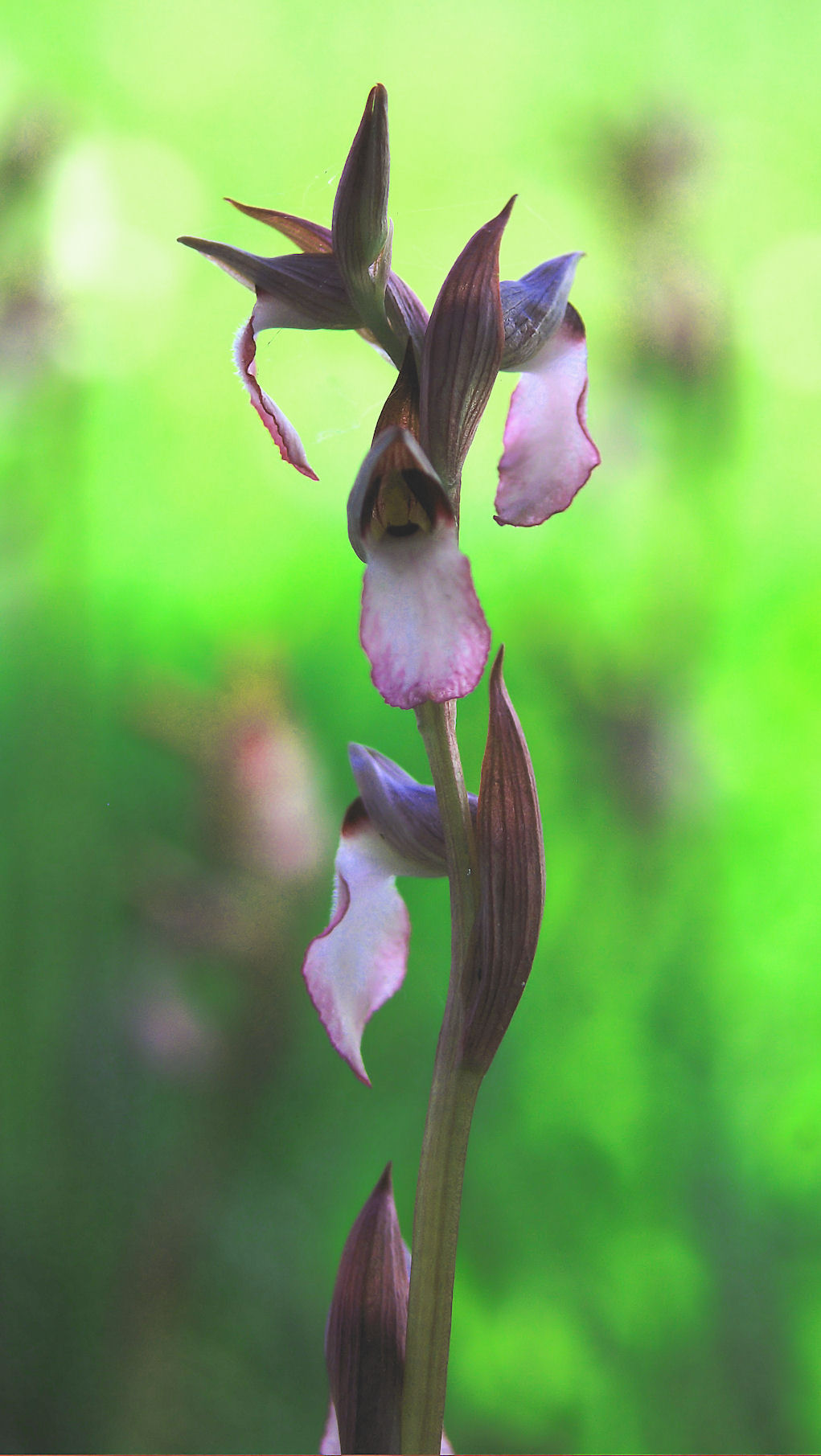 Orchidee a Sibolla: aiuto per la determinazione